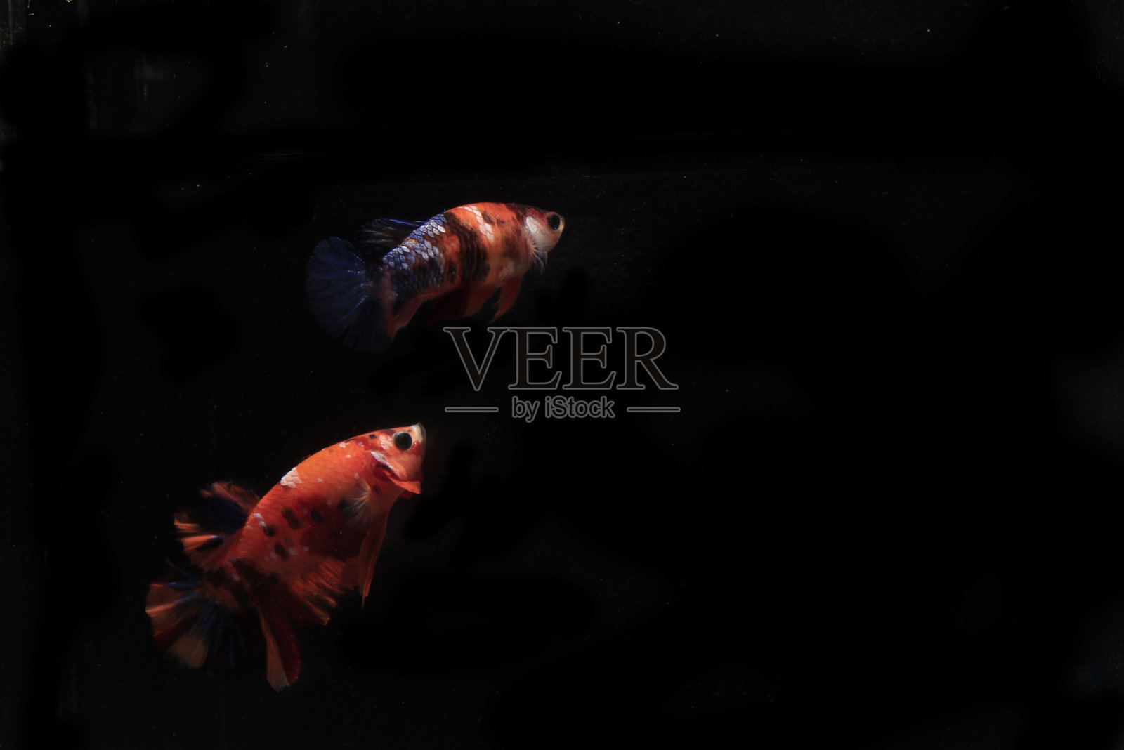 一对橙色的斗鱼,在黑色的背景照片摄影图片