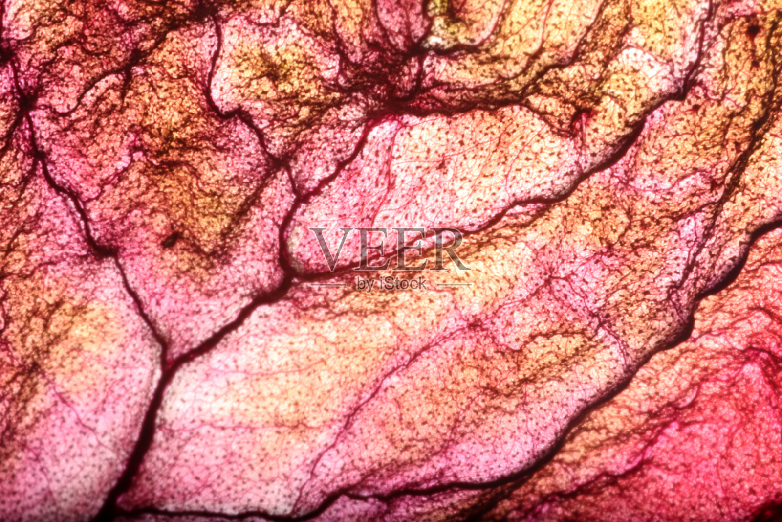 干叶纹理抽象背景照片摄影图片