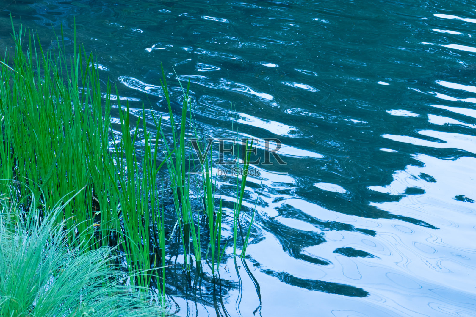 水边植物照片摄影图片