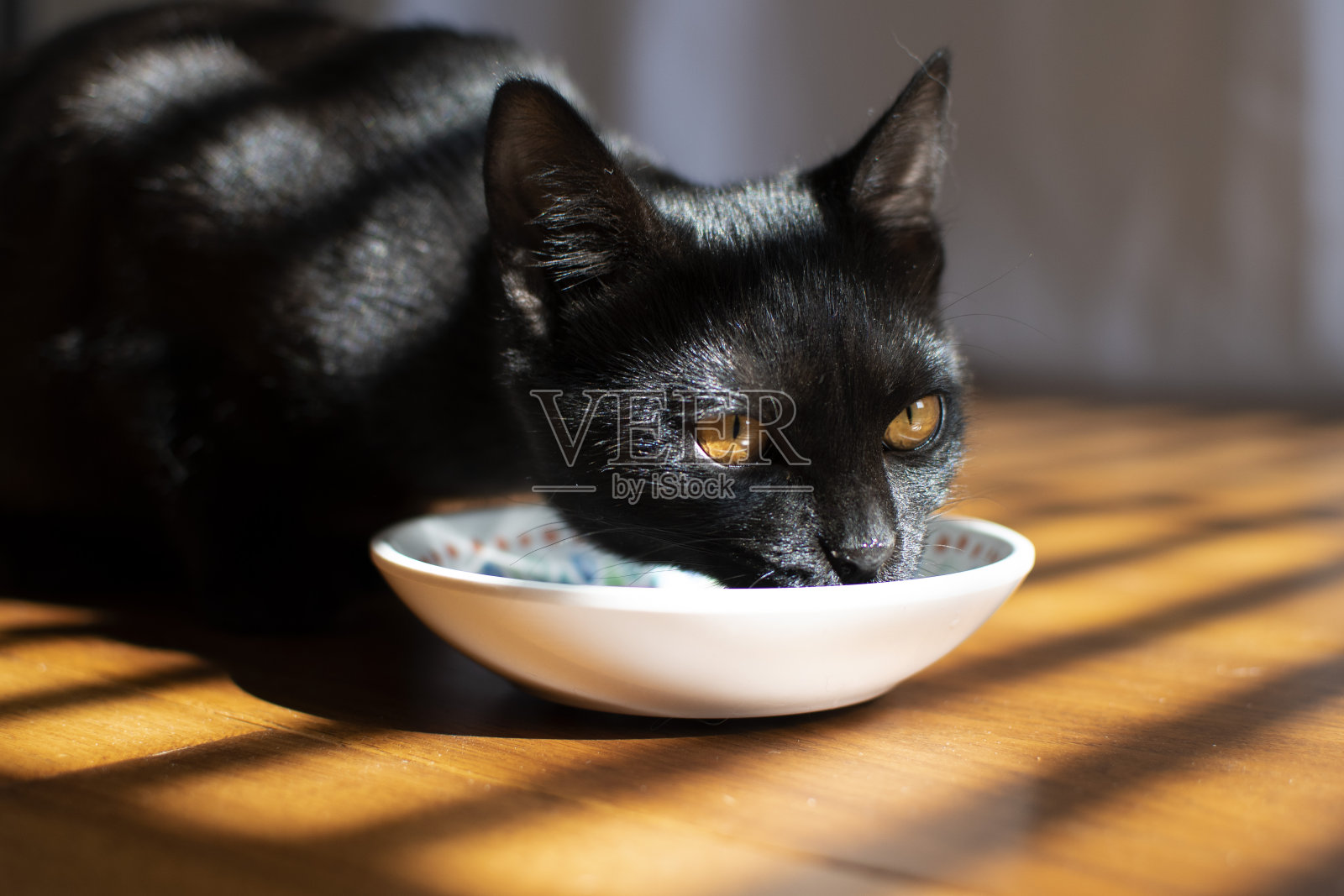 黑色小猫吃照片摄影图片