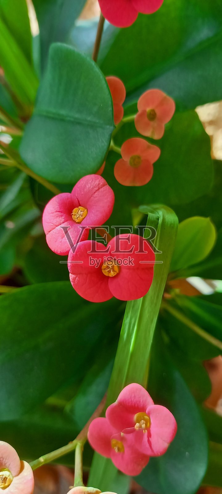 植物红照片摄影图片