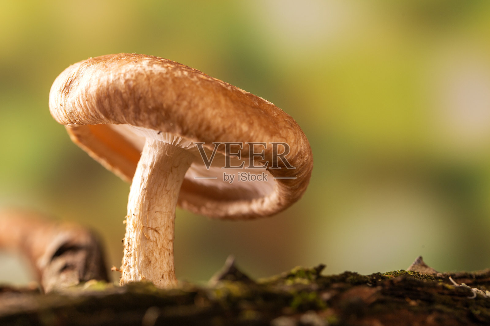 长在树上的香菇照片摄影图片