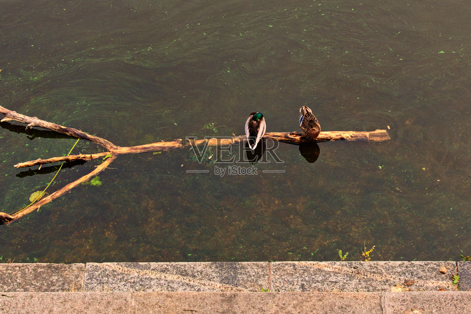 两个野鸭。几只野鸭在一根掉进河里的老树干上休息。从以上观点。秋天早晨的风景照片摄影图片