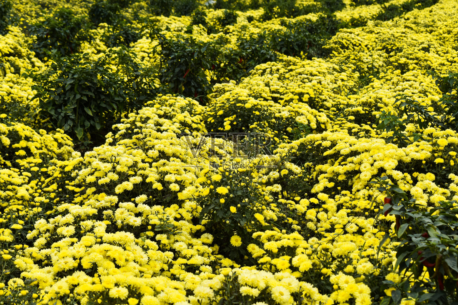 农场里盛开着五颜六色的菊花照片摄影图片