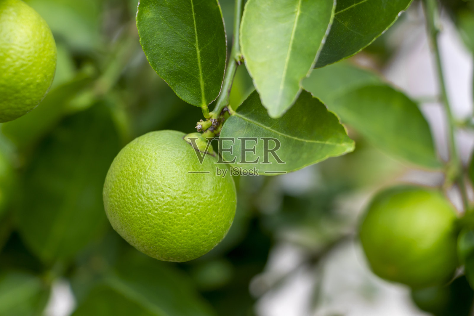 新鲜柠檬和叶子种植在农场。新鲜的柠檬用于烹饪,含有对身体有益的维生素C。照片摄影图片