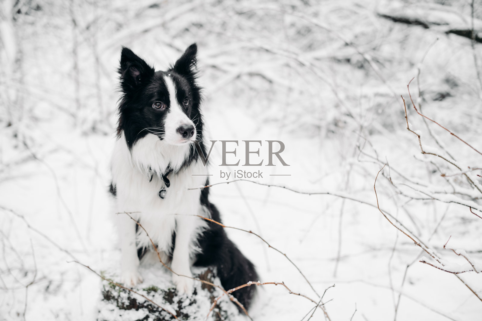 白雪覆盖的冬季森林里的黑白相间的边境牧羊犬照片摄影图片