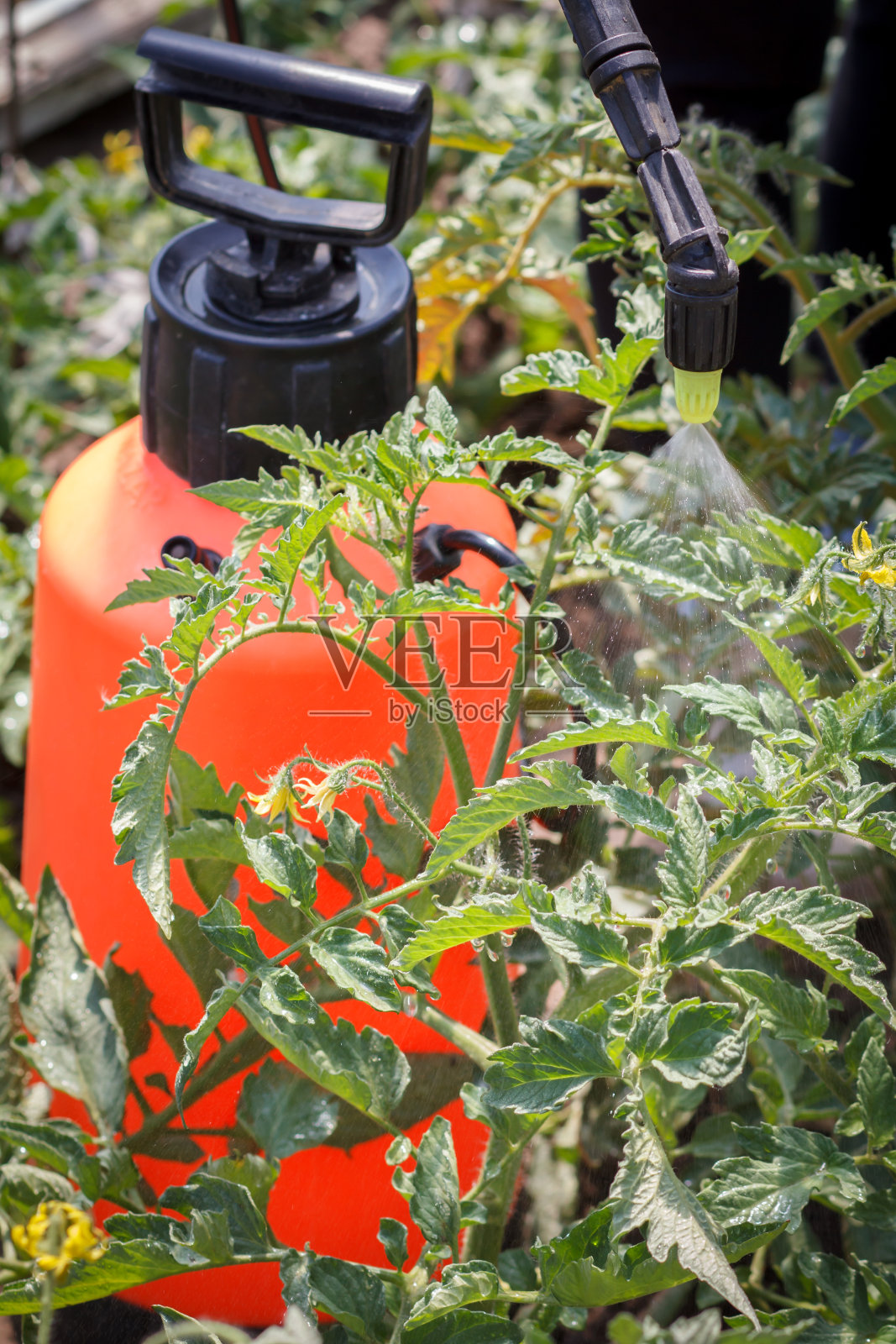 撒上番茄。保护番茄植株免受病害。照片摄影图片