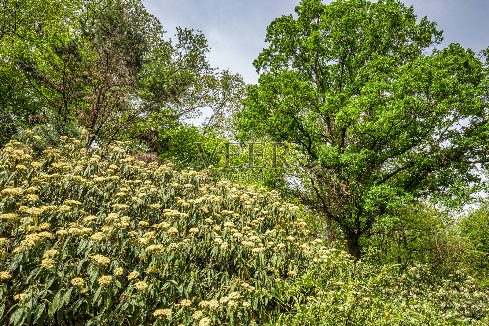 纹荚的叶和花序,也名照片摄影图片