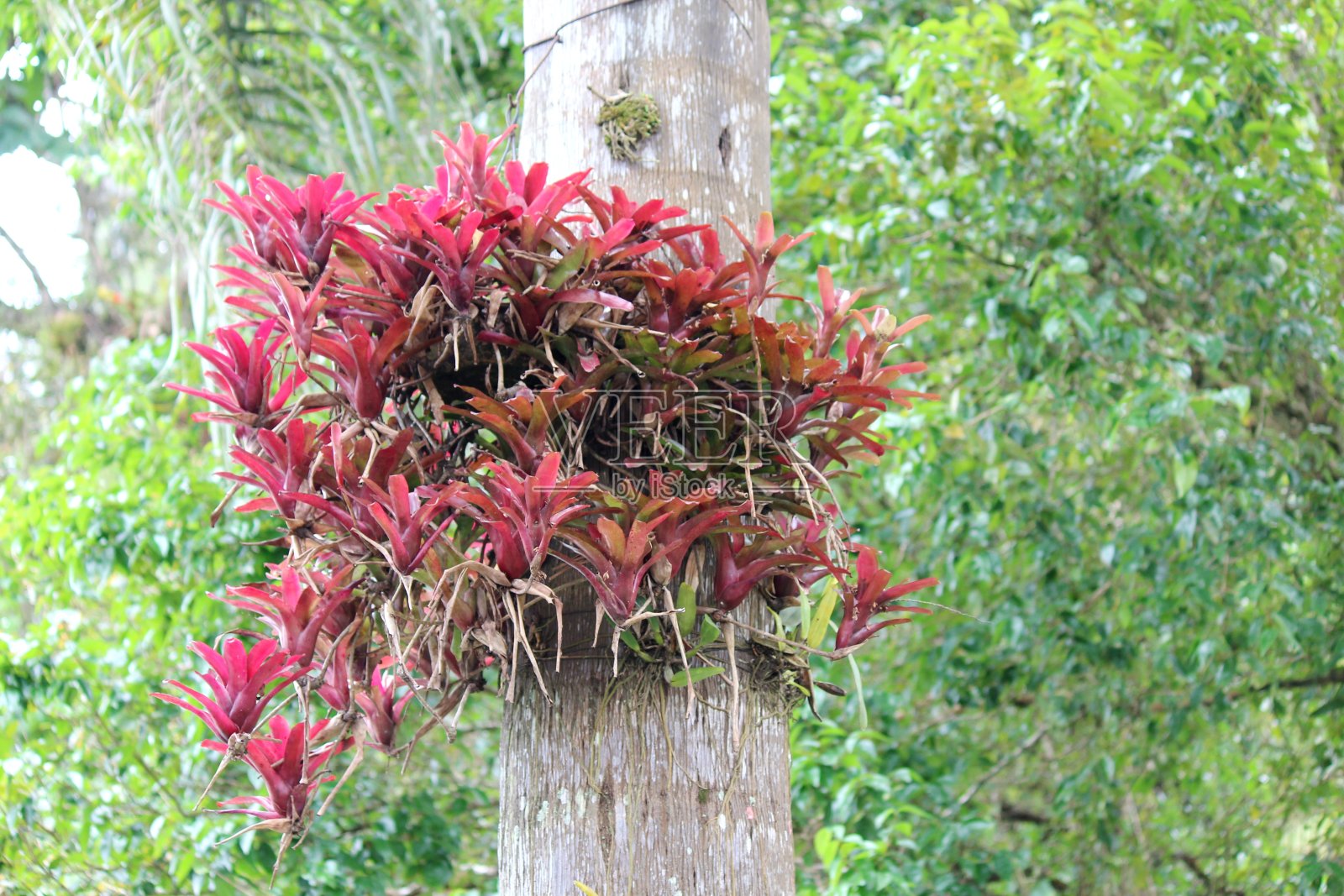 凤梨科植物植物照片摄影图片
