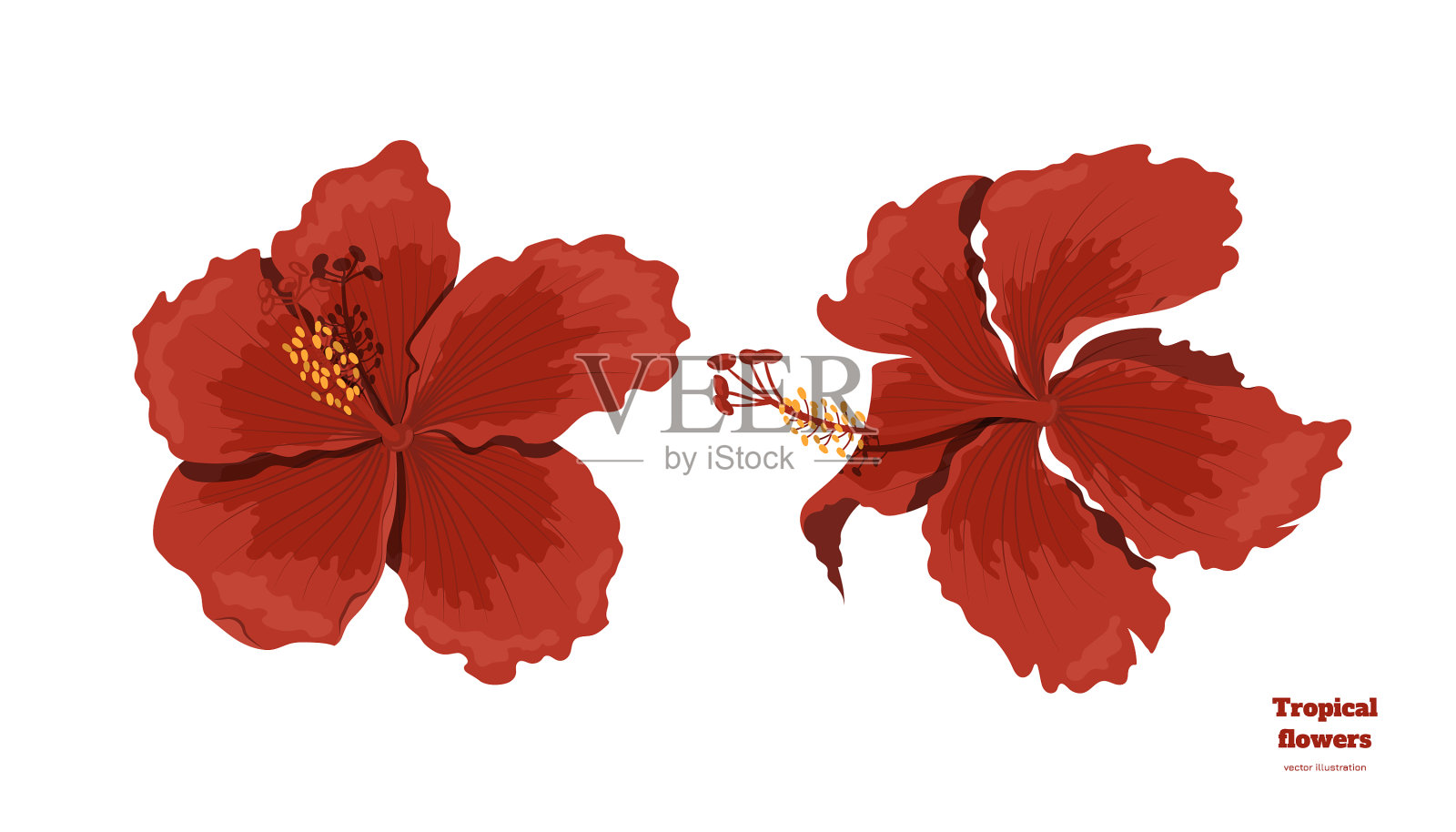 孤立的热带花木槿形象设计元素图片