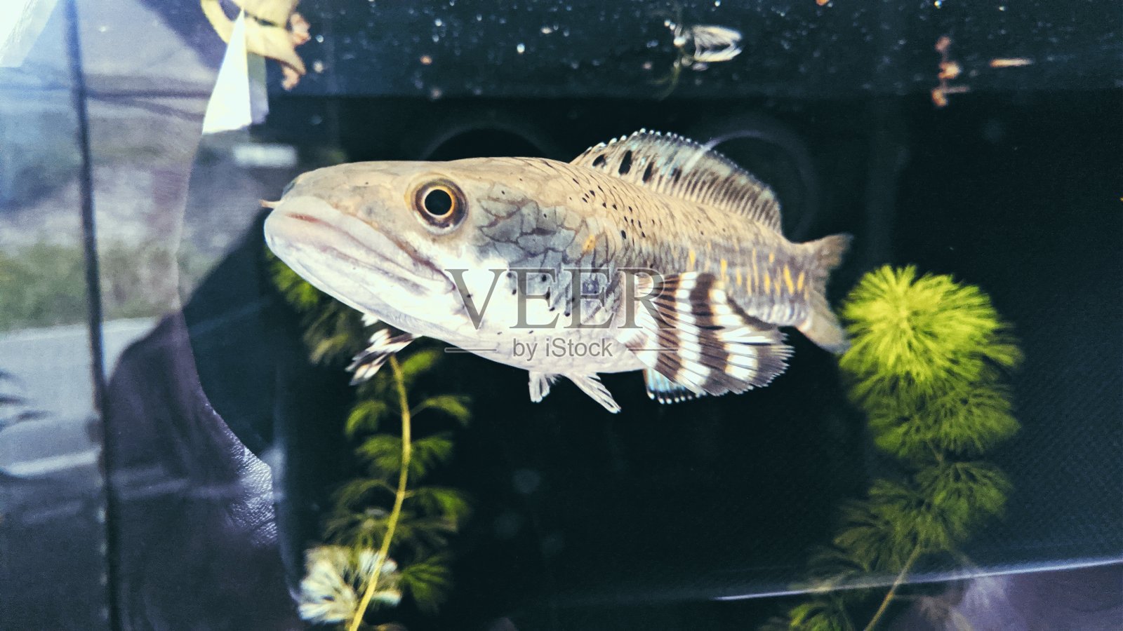 Pulchra:“假的”侏儒蛇头照片摄影图片