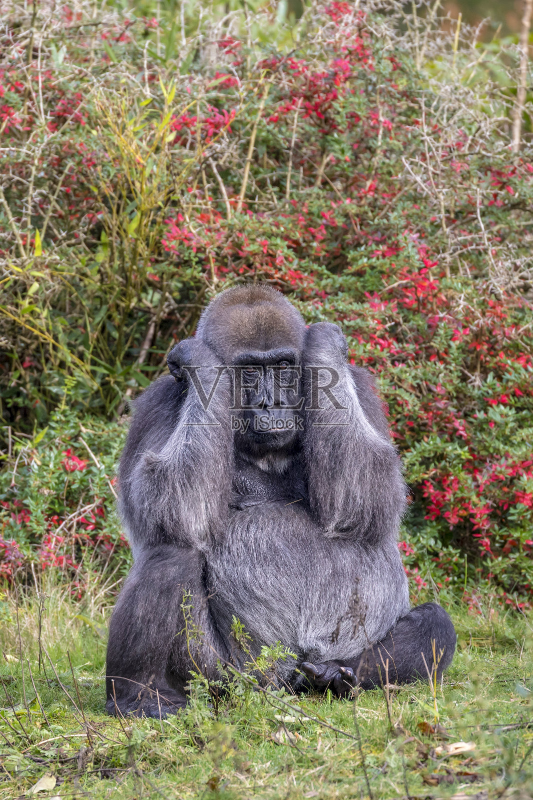 西部低地雌性大猩猩照片摄影图片