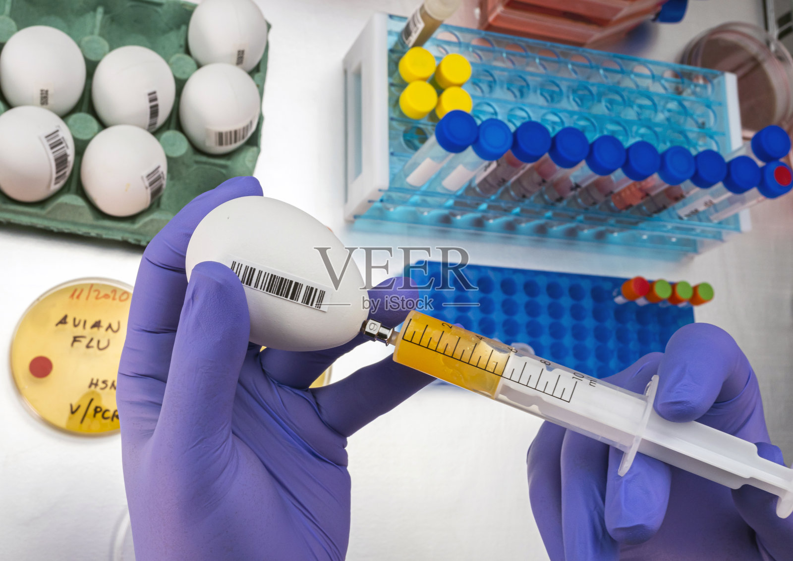 不良鸡蛋的科学采样,人类禽流感的分析,概念图像照片摄影图片