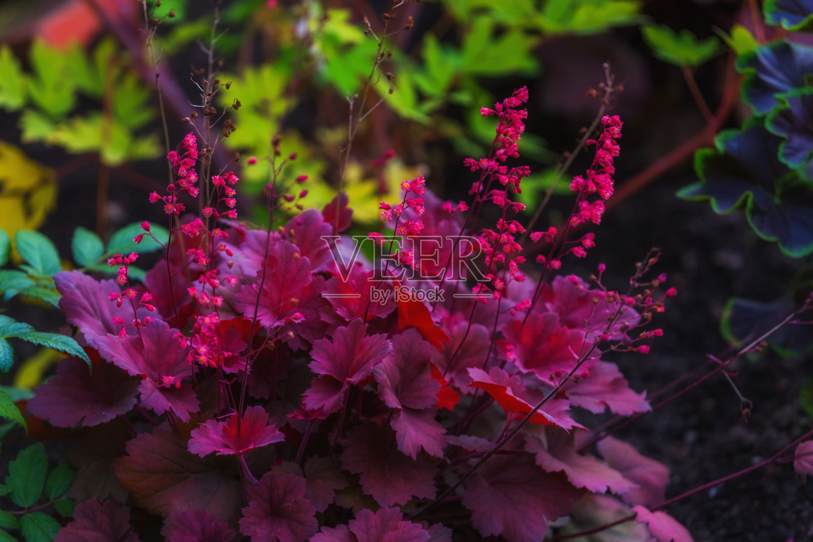紫色的叶和粉红色的花照片摄影图片