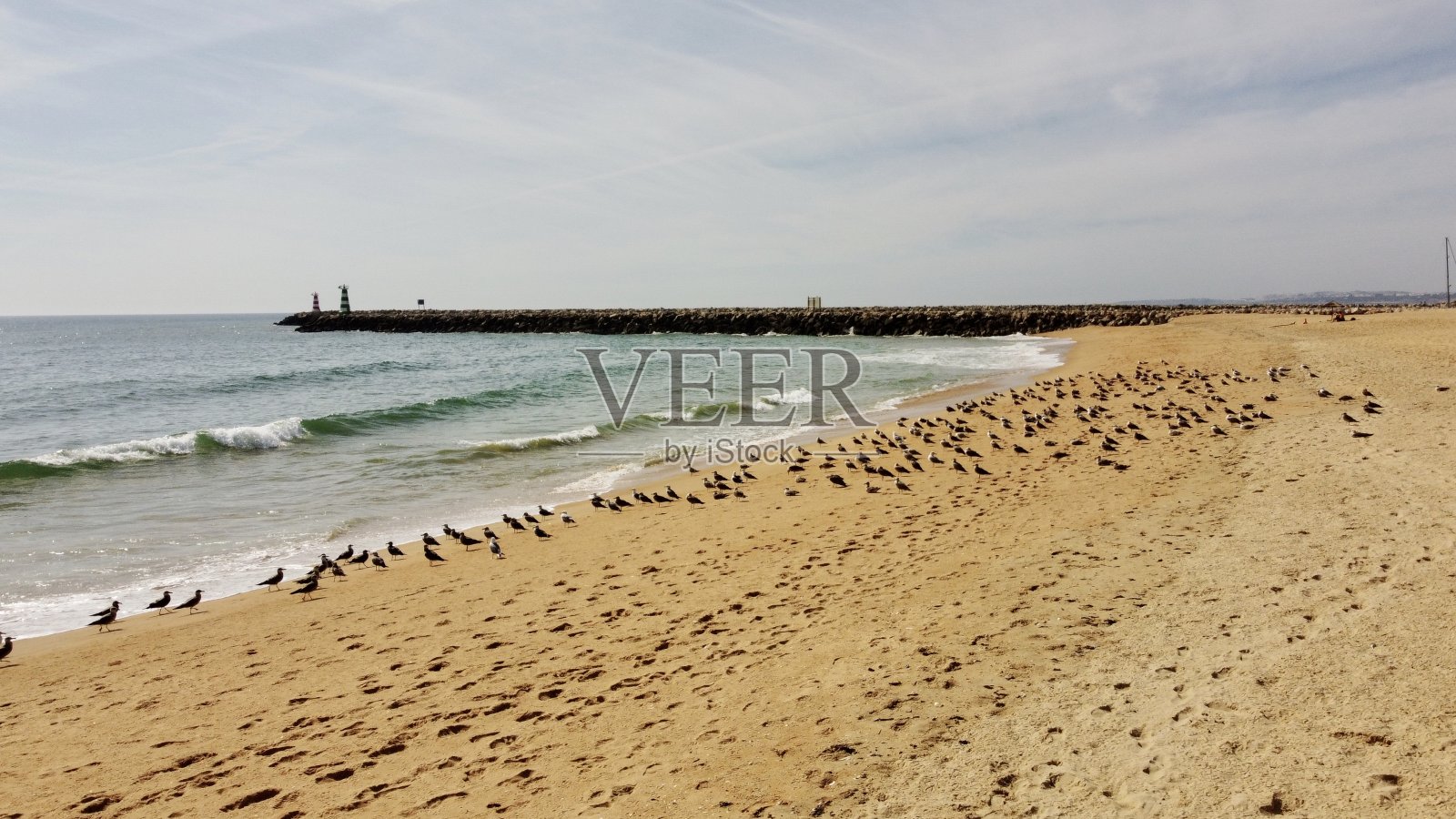 海鸥照片摄影图片