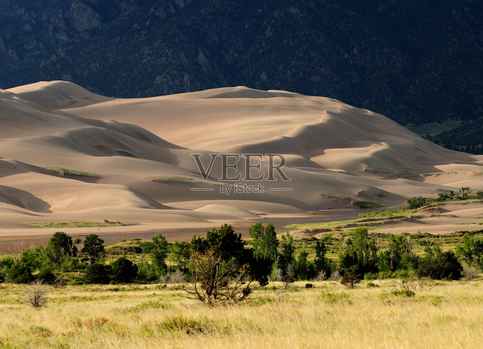滚动的沙丘在金色的傍晚阳光和草原在前景在大沙丘国家公园在一个阳光明媚的夏天照片摄影图片