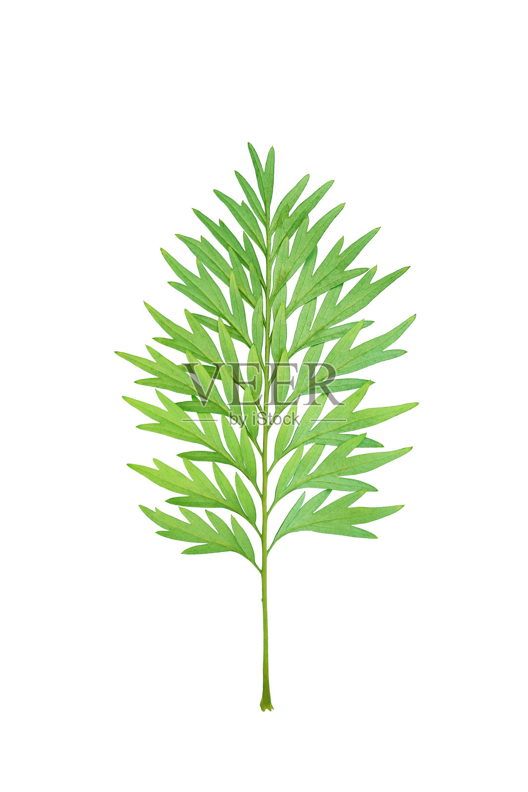 绿叶的设计就像松树的树枝孤立在白色的背景上。照片摄影图片