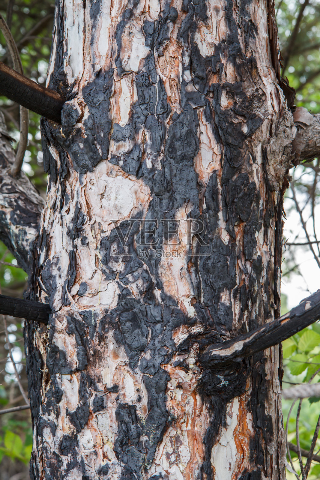 夏日森林里烧焦的松树树干。照片摄影图片