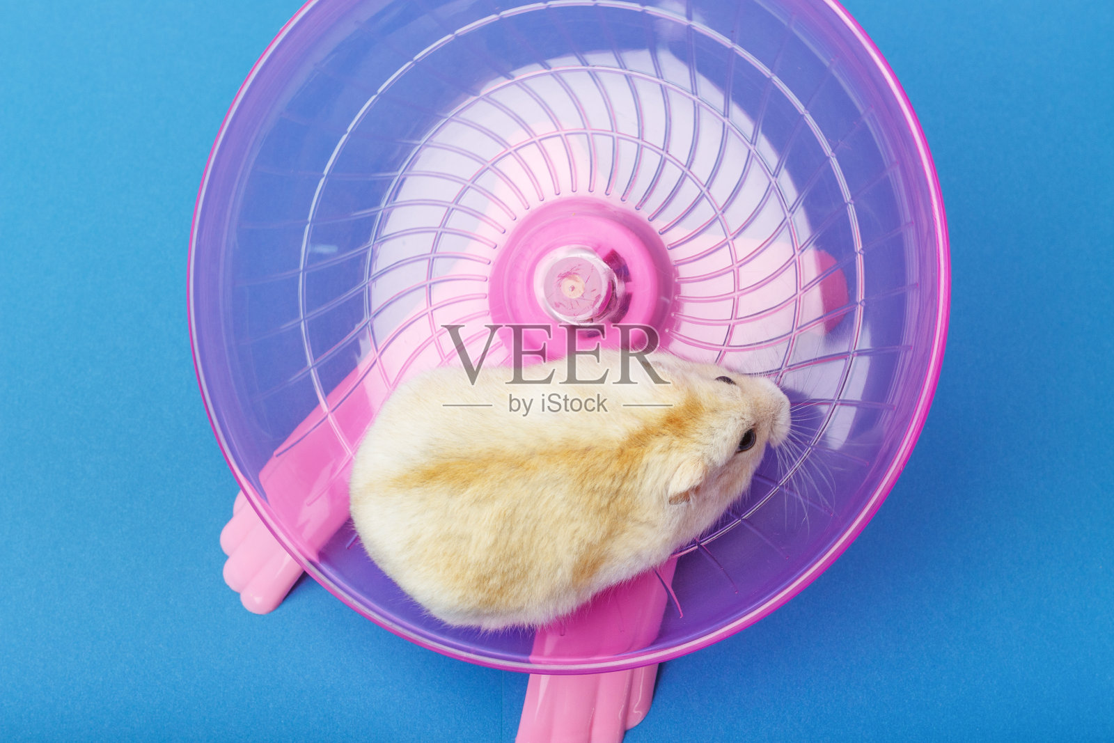 小矮人毛茸茸的仓鼠在塑料轮子上的蓝色背景照片摄影图片