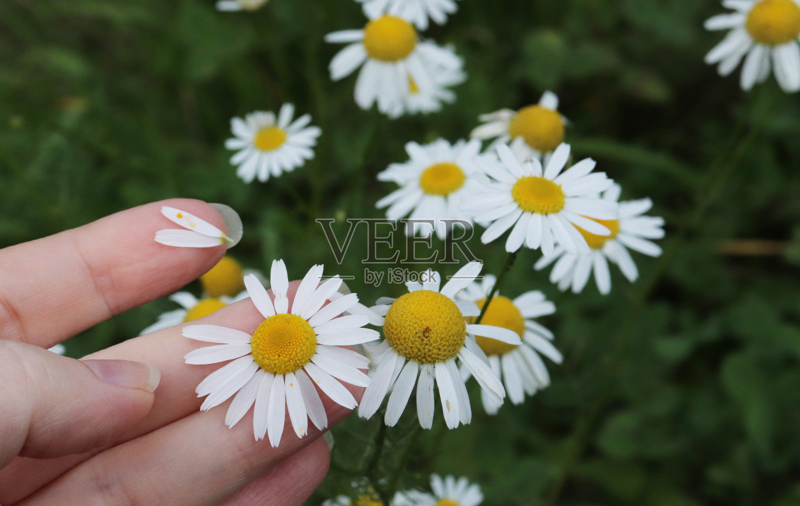 花园里的一丛白色雏菊。洋甘菊占卜照片摄影图片