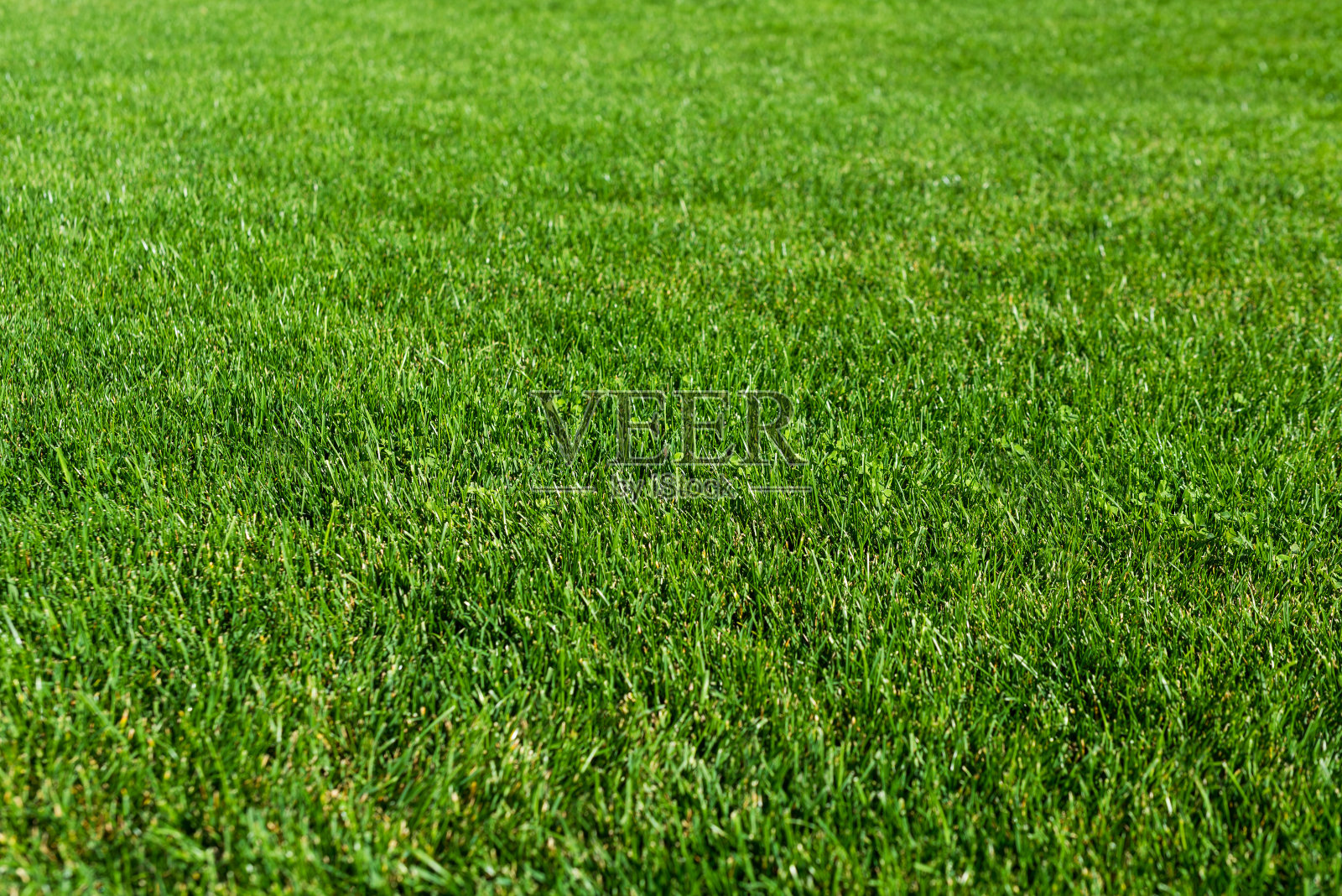 花园中的绿草草坪,绿色地板制作概念,足球场训练或高尔夫草坪。绿草纹理背景,地面水平视野。具有选择性焦点的抽象自然背景照片摄影图片