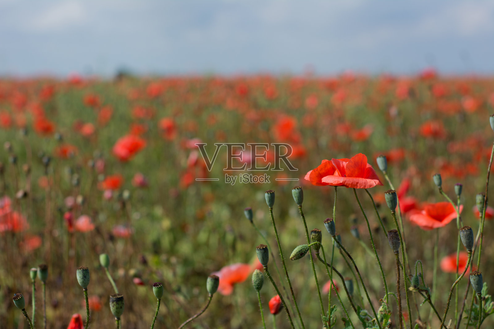 罂粟花田照片摄影图片