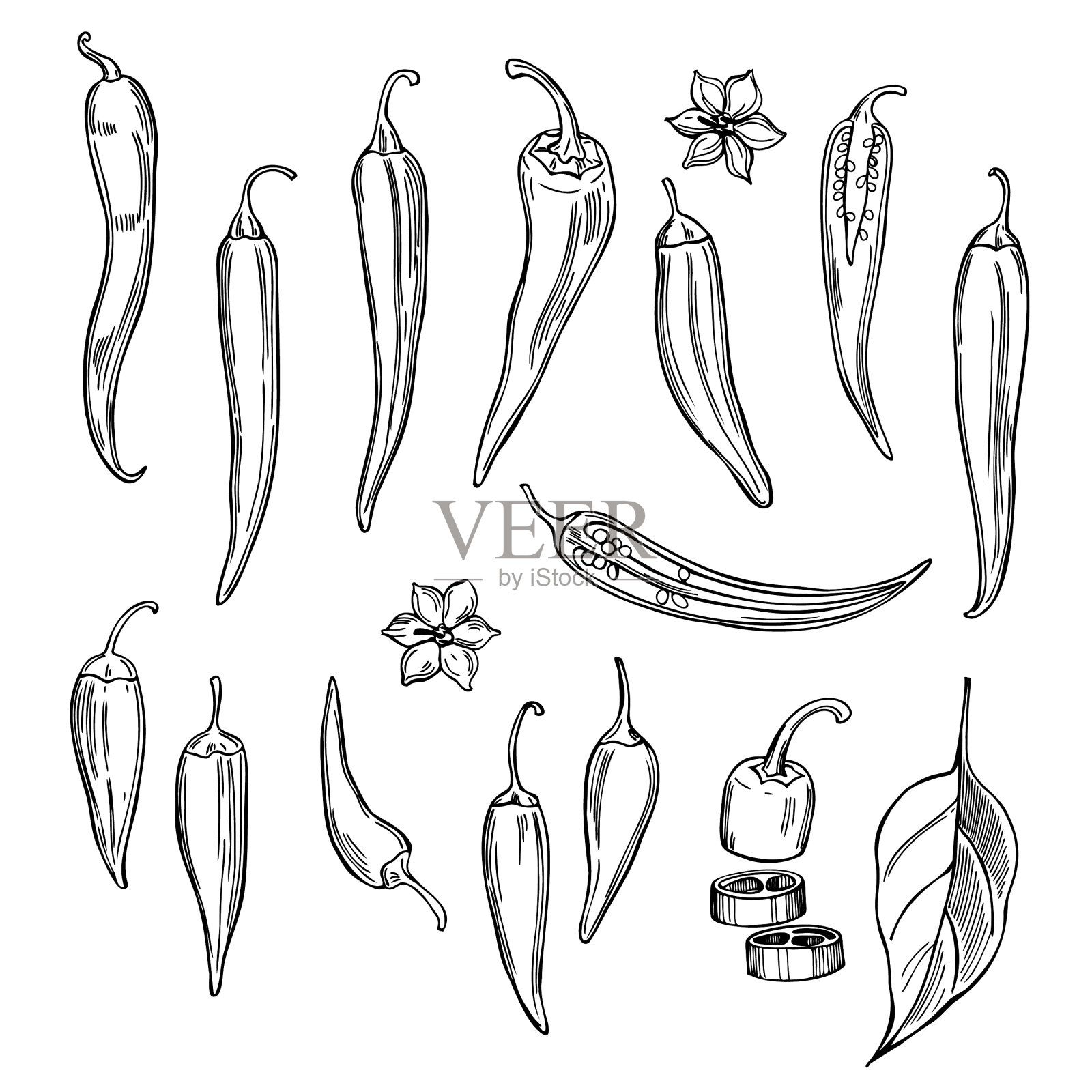 在白色背景上手绘辣椒插画图片素材