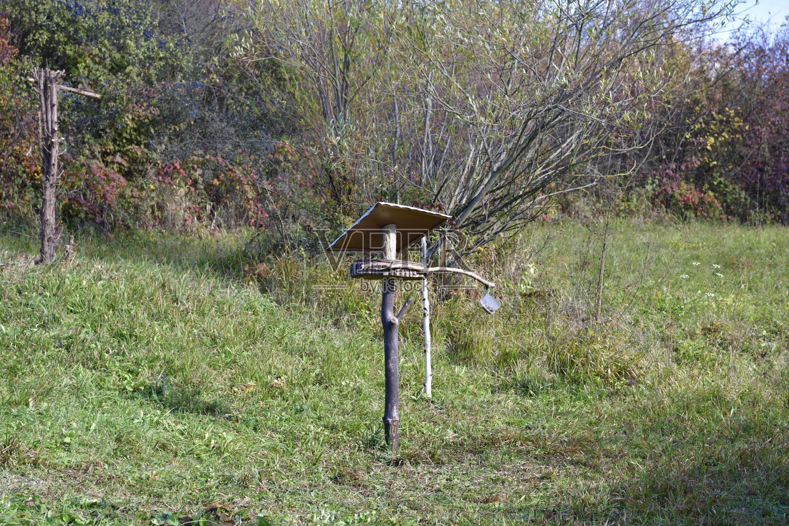 森林鸟类饲料和木材饲料架与玉米照片摄影图片