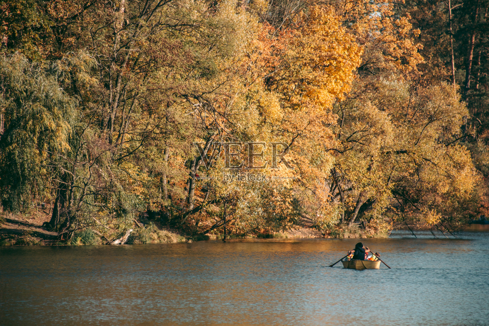 湖上游船,四周是秋天的黄树照片摄影图片