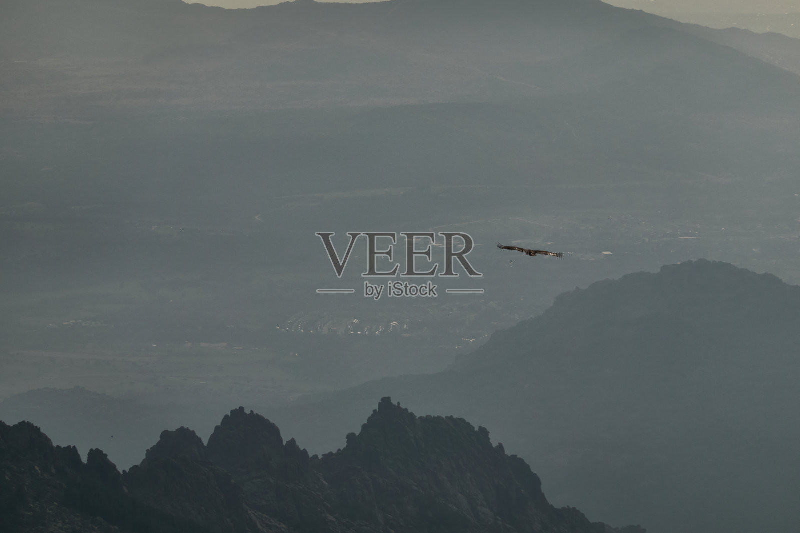 在瓜达拉玛山脉国家公园,一只兀鹫飞过库尔达·拉尔加小径。马德里的社区。西班牙照片摄影图片