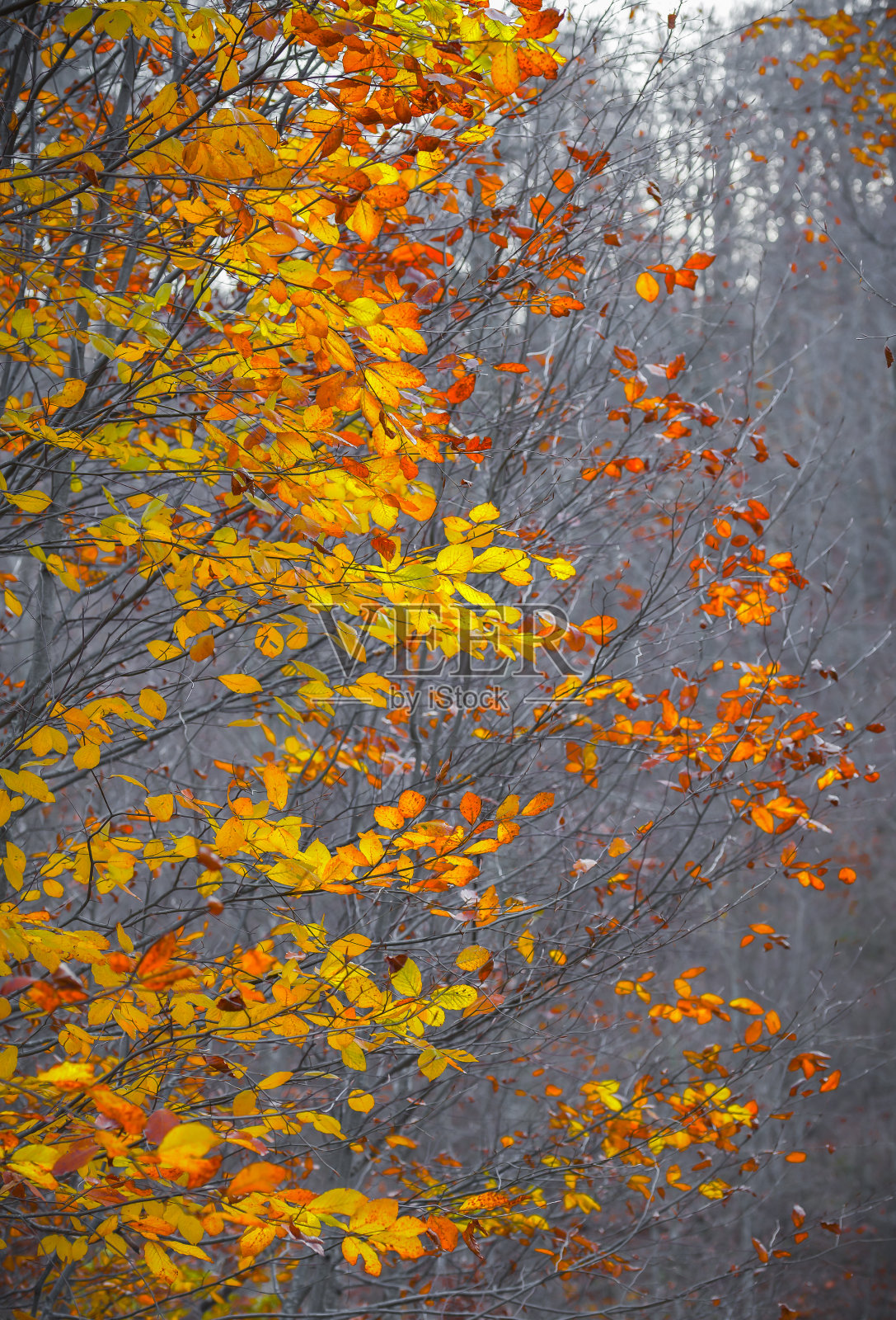 这是秋天。树上五颜六色的叶子。五颜六色的树叶飘落在地上。秋天的心情。照片摄影图片