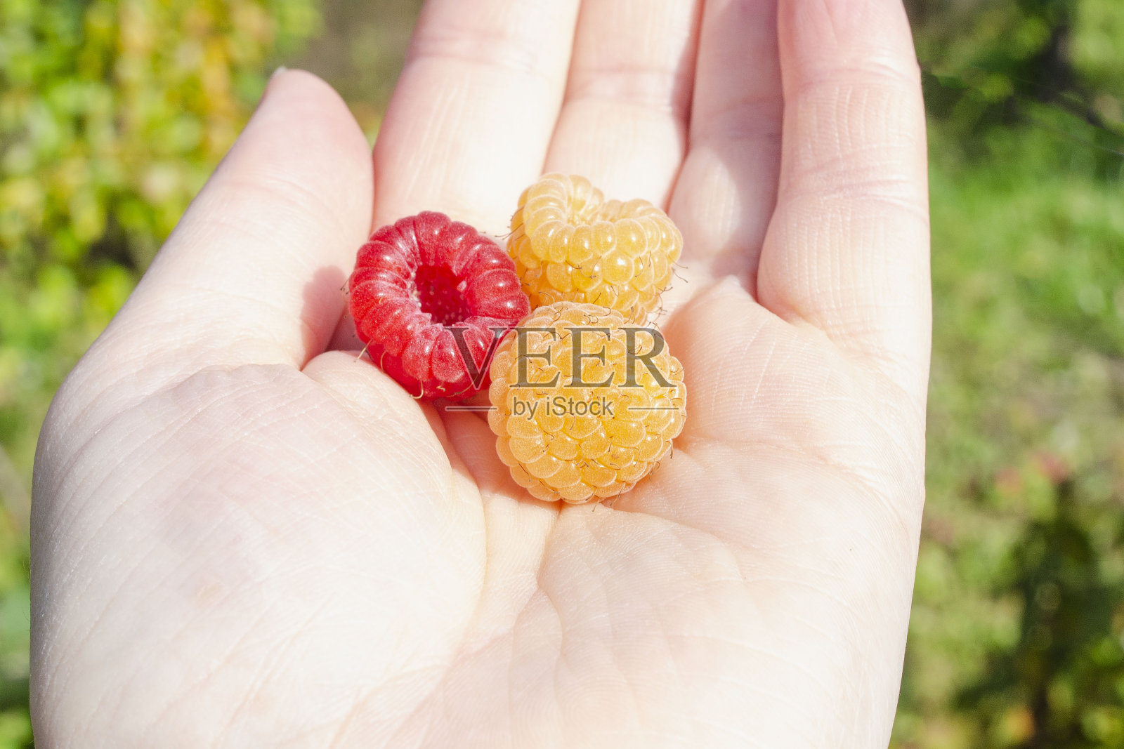 新鲜、成熟的覆盆子躺在一只手掌上,映衬着模糊的背景照片摄影图片