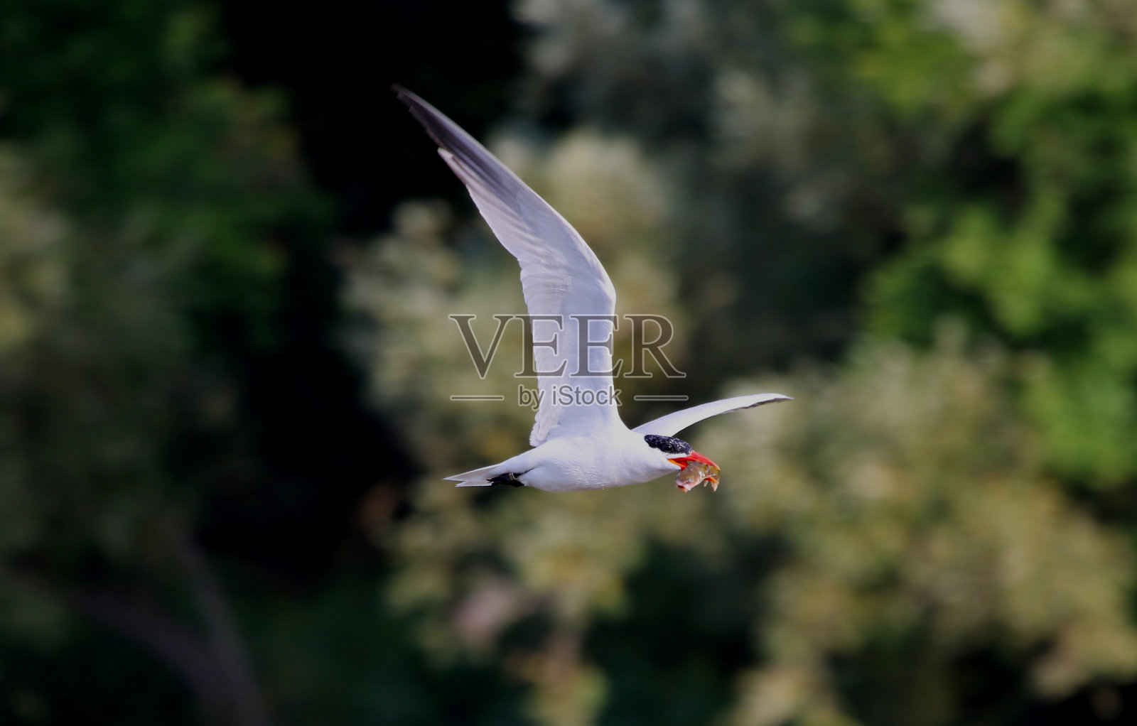飞行里海燕鸥照片摄影图片