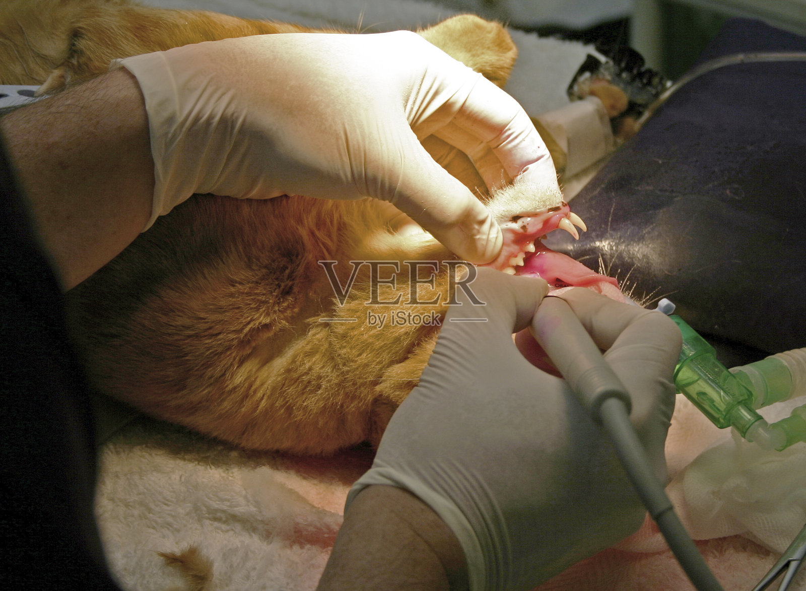 技术娴熟的兽医进行牙科手术照片摄影图片