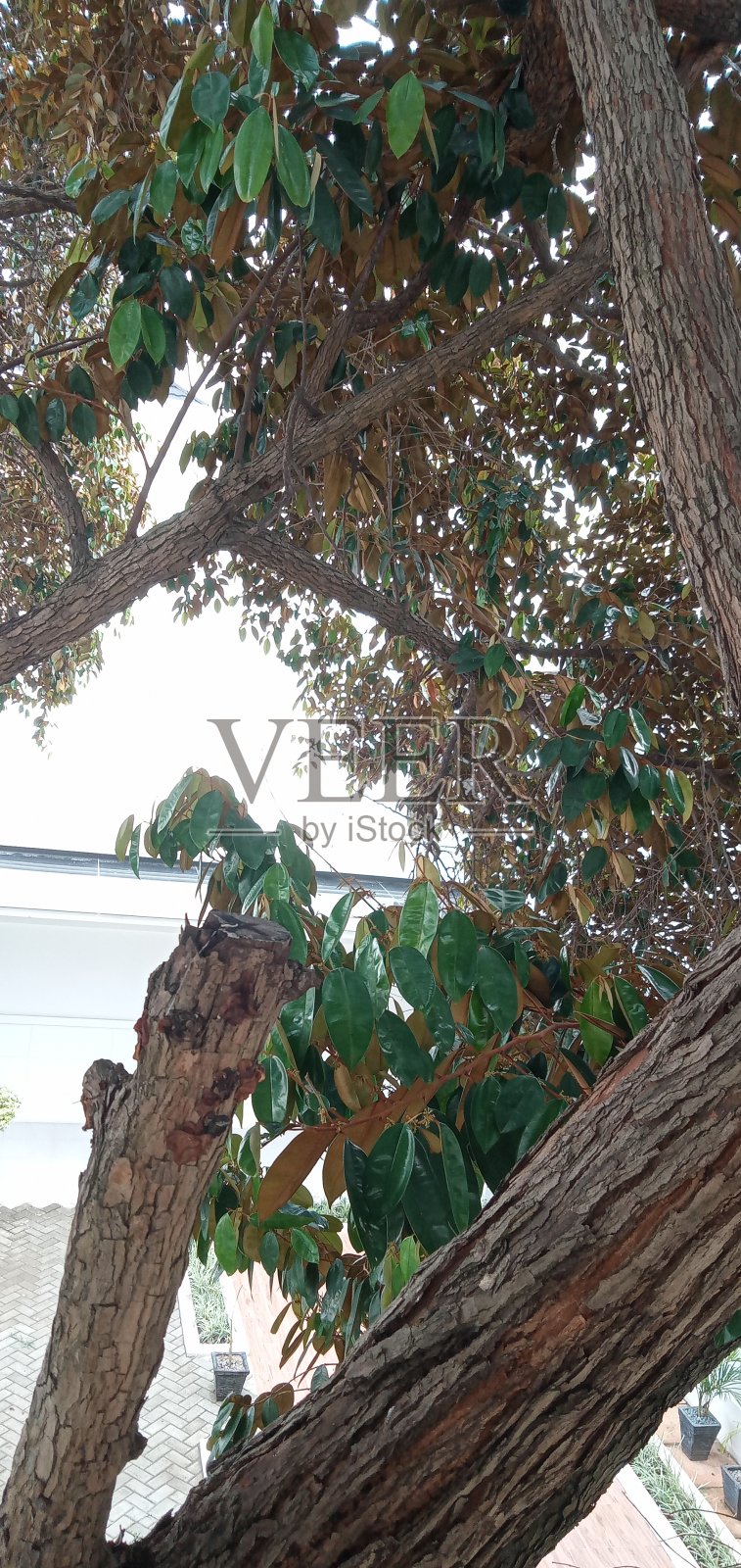 树叶照片摄影图片