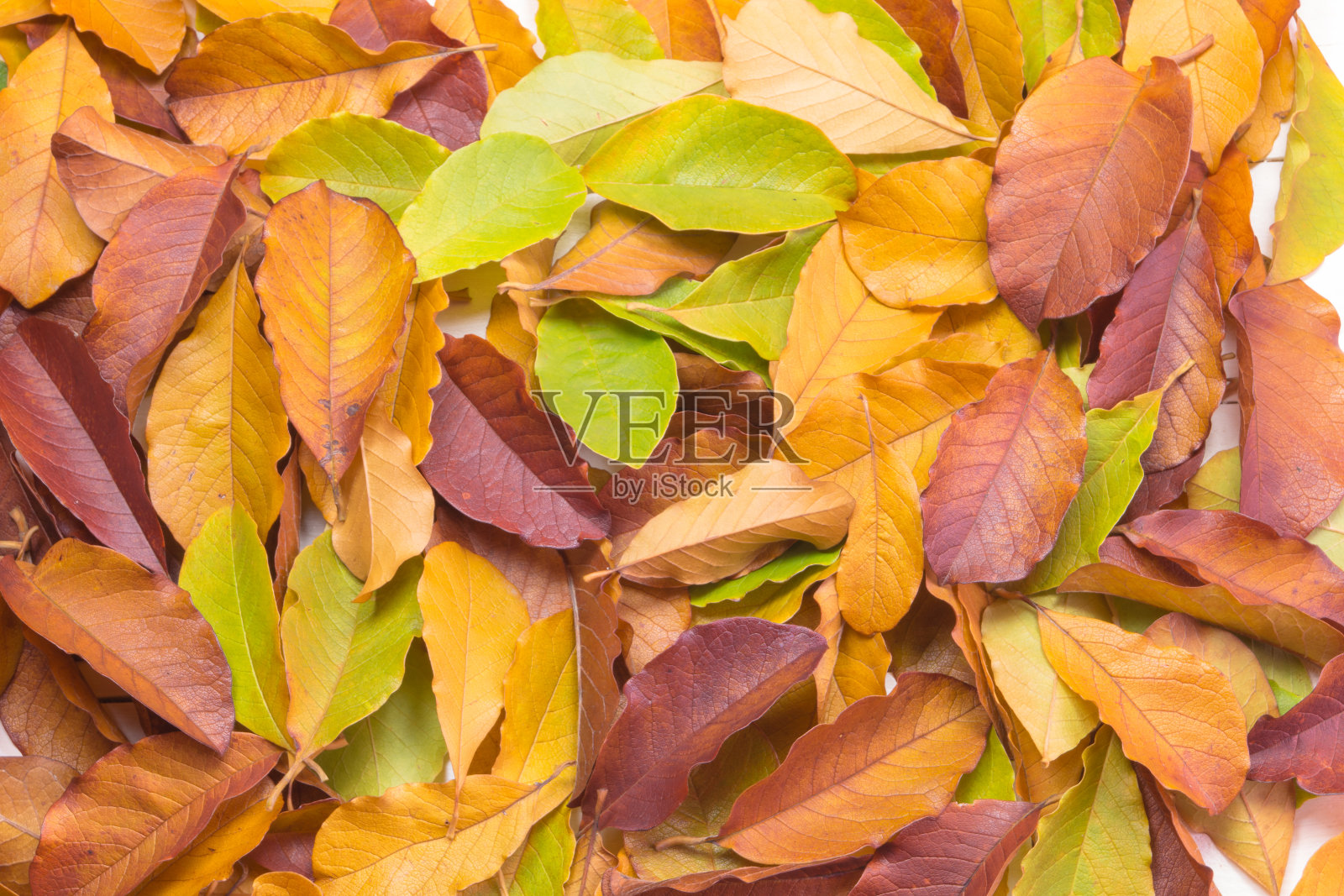 木兰的叶子背景,充满了秋天的色彩。秋天是一年中色彩最丰富的季节照片摄影图片