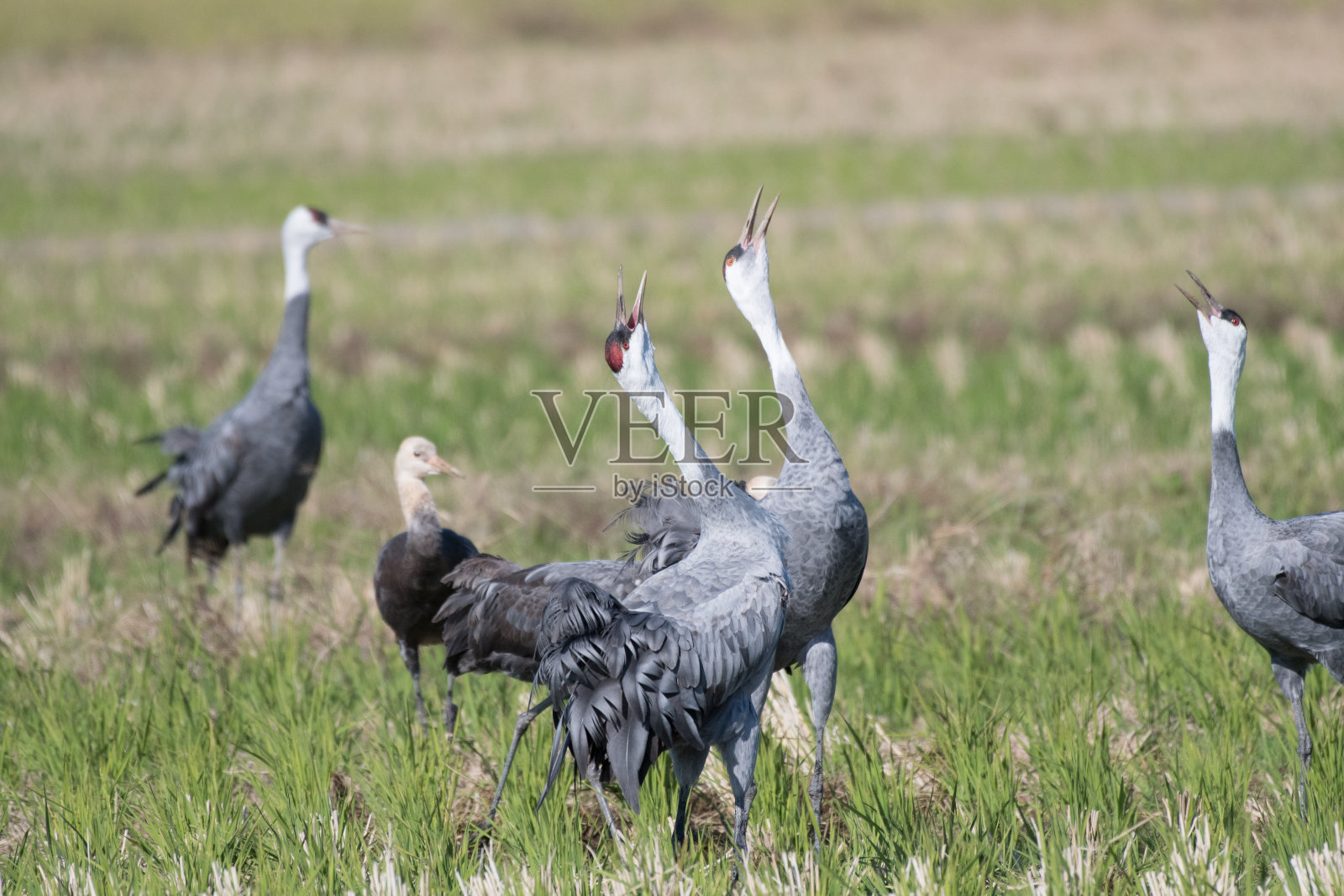 鹤在稻田里鸣叫照片摄影图片