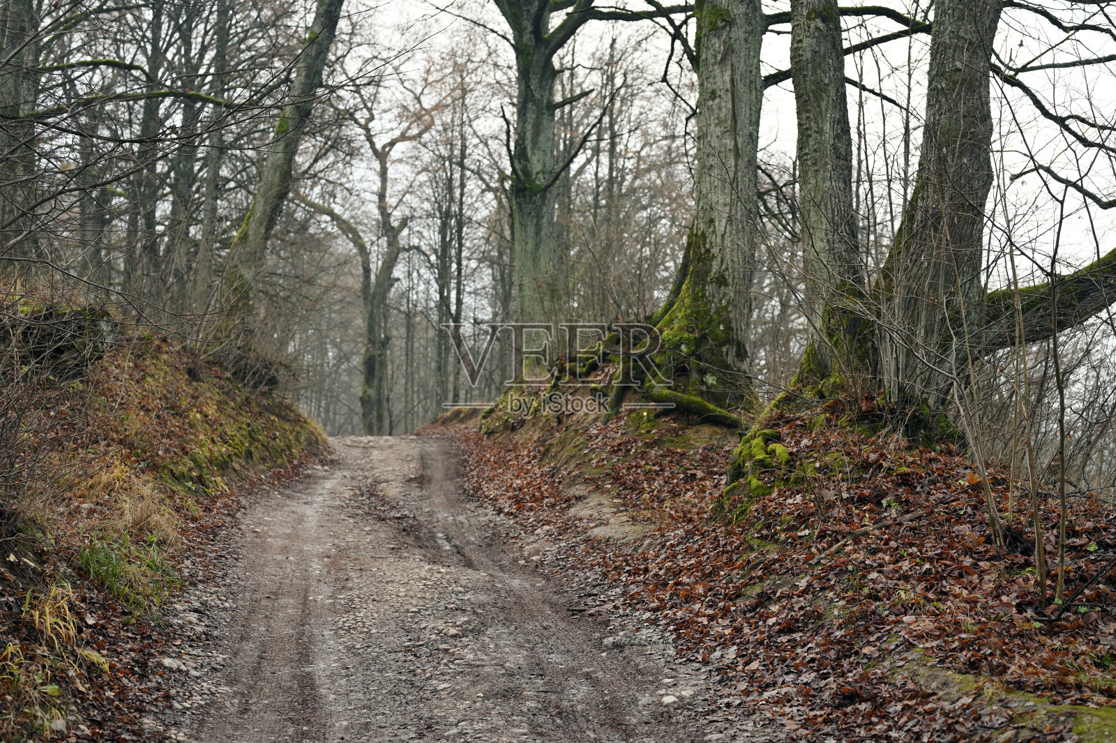 秋天的森林自然。路在自然界中照片摄影图片