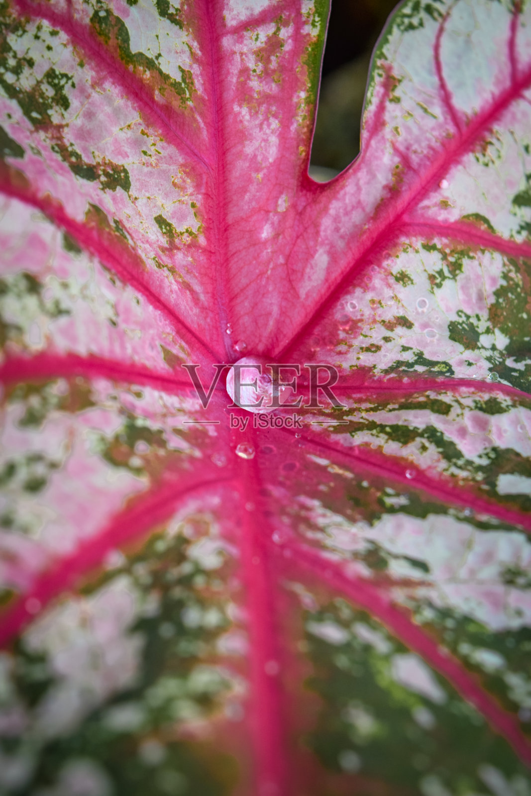 水滴照片摄影图片