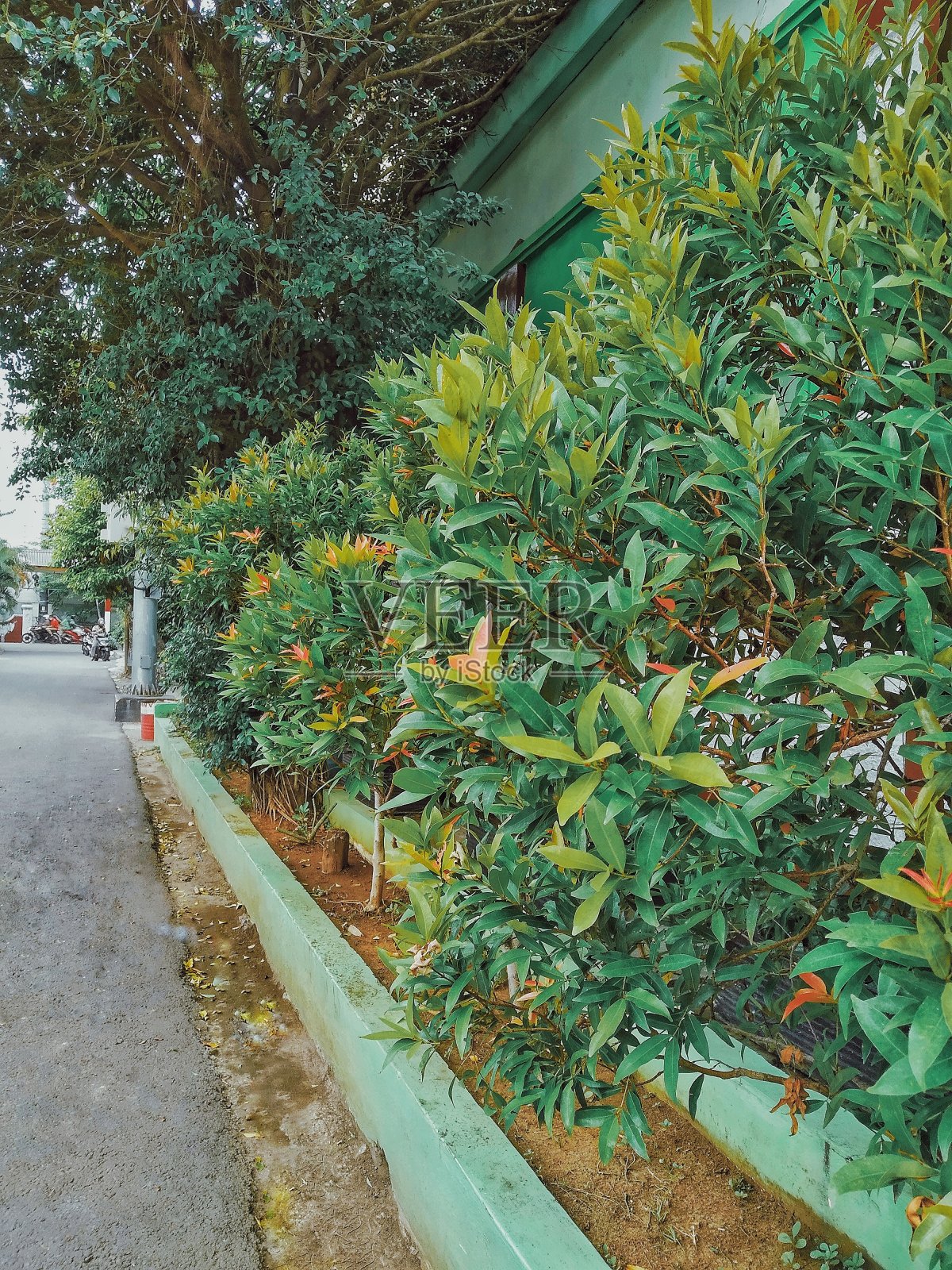 Acmena smithii装饰道路照片摄影图片