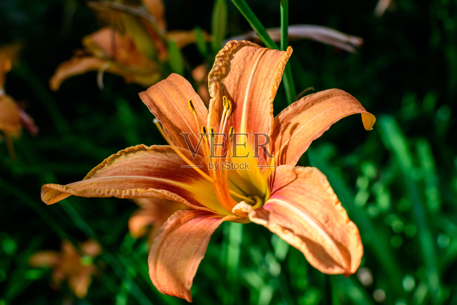 在一个阳光明媚的夏日,在一个英国农舍风格的花园里,用柔焦拍摄美丽的户外花卉背景照片摄影图片