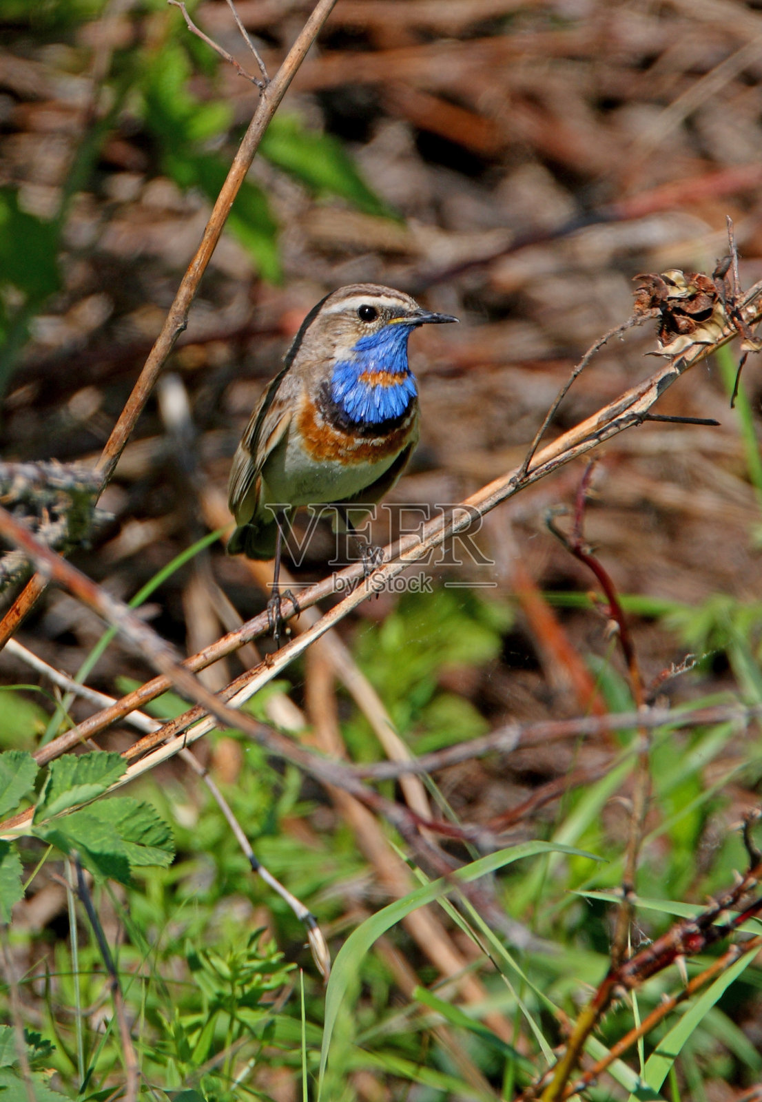 蓝喉歌鸲照片摄影图片