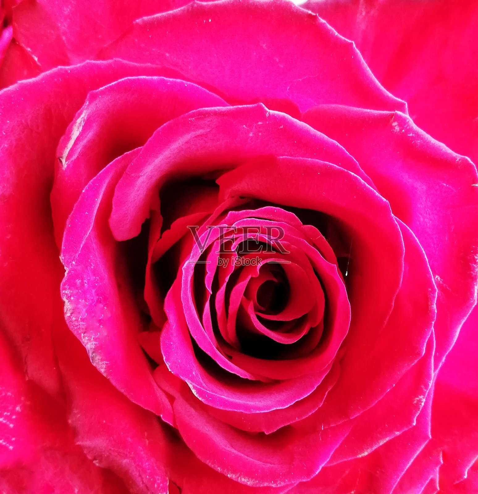 红玫瑰背景照片摄影图片