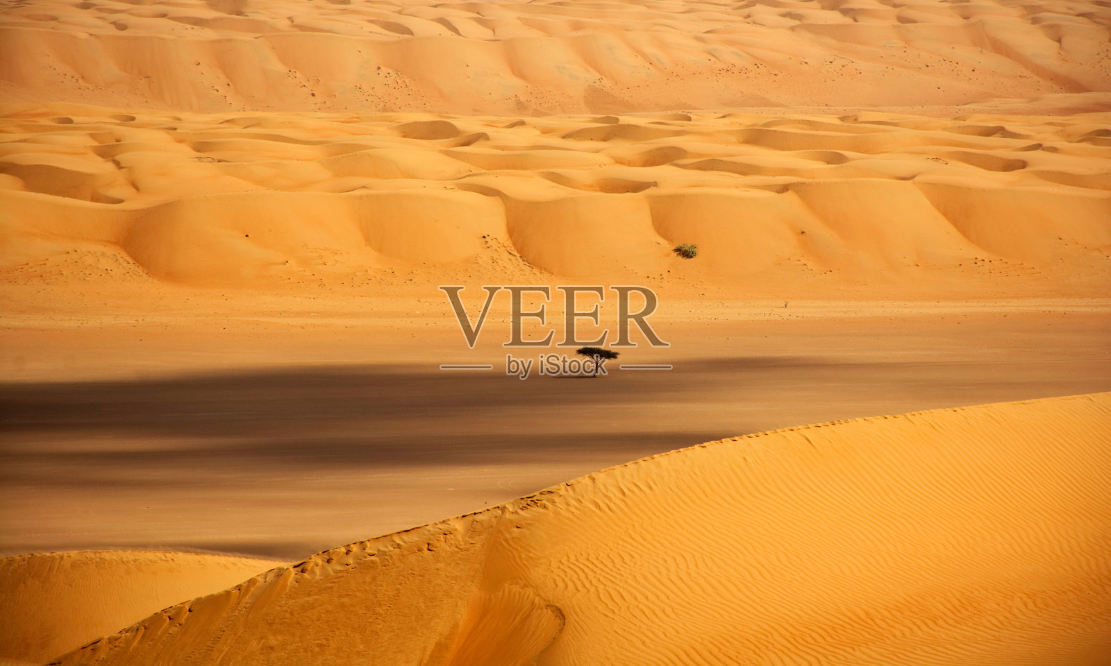 瓦希巴沙地上的一棵孤独的树照片摄影图片