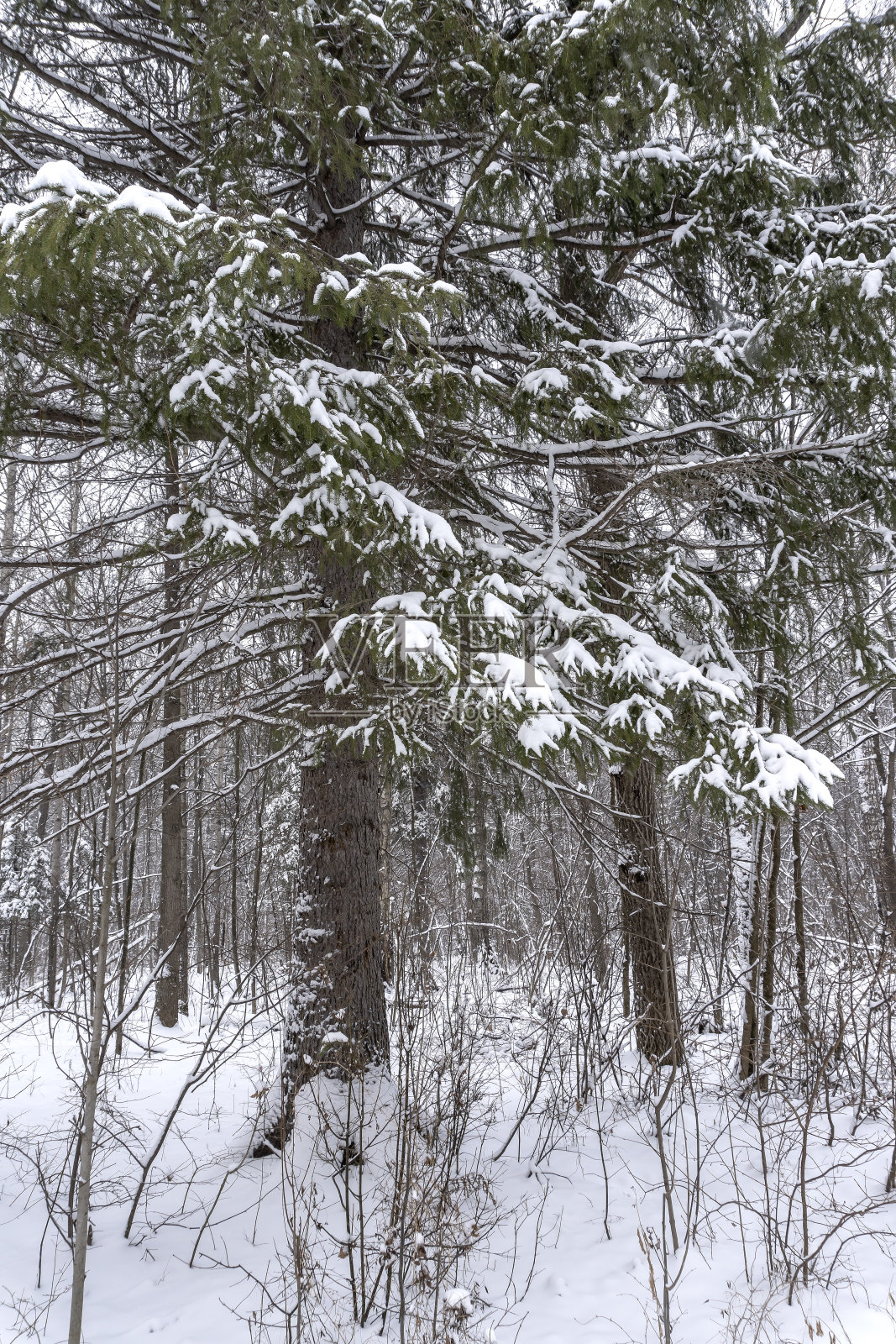 森林里的冬天,树上的雪,漂亮的圣诞节背景照片摄影图片