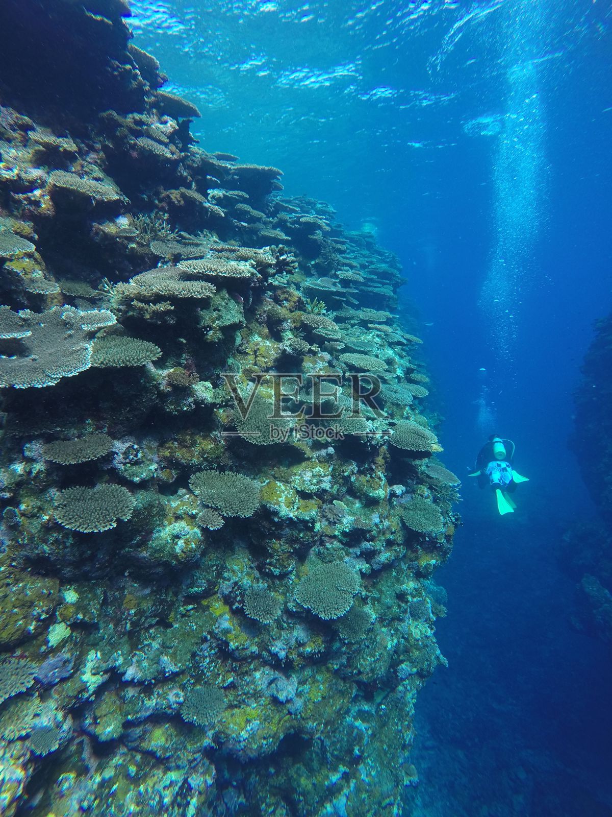 在日本石垣岛潜水进入珊瑚花园照片摄影图片
