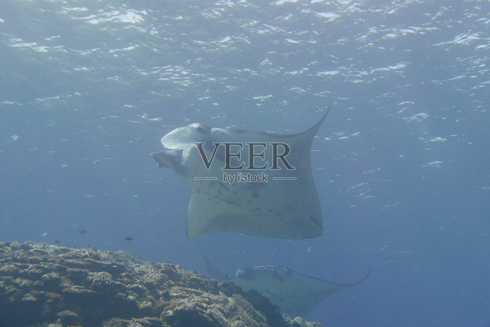 在日本石垣岛和蝠鲼一起潜水照片摄影图片
