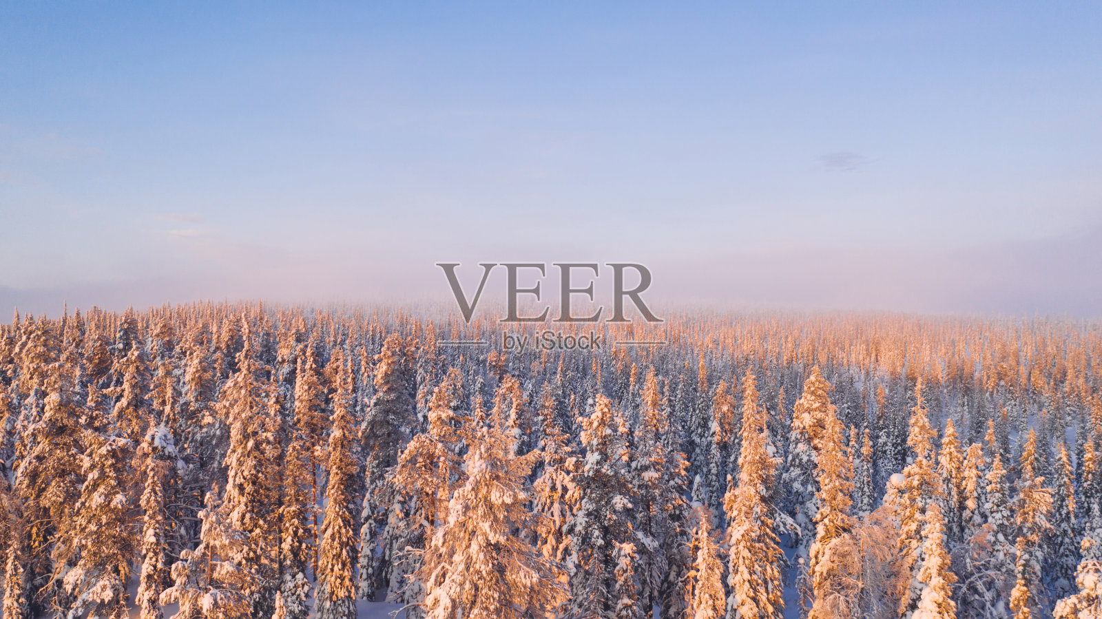 鸟瞰拉普兰国家公园中绵延不绝的针叶林树木中的雪松,birdâ的自然地标在冬季日落时的金色光芒照片摄影图片