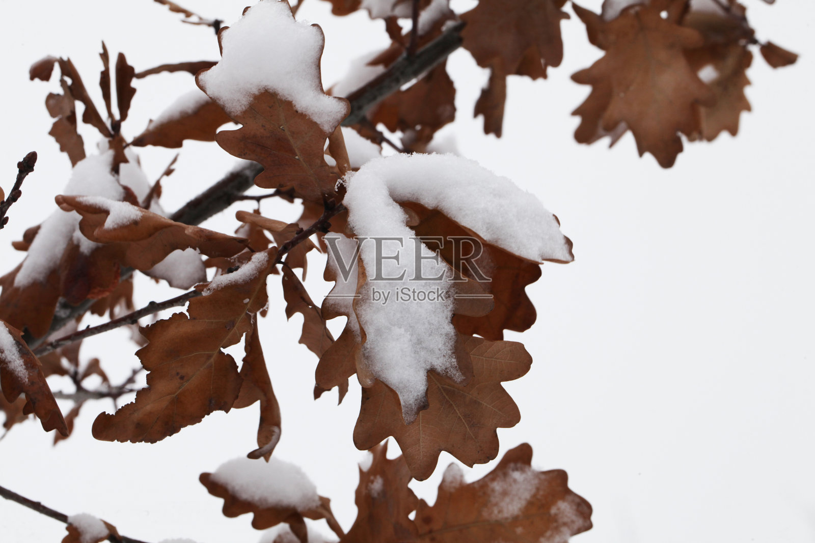 被雪覆盖的灌木丛照片摄影图片
