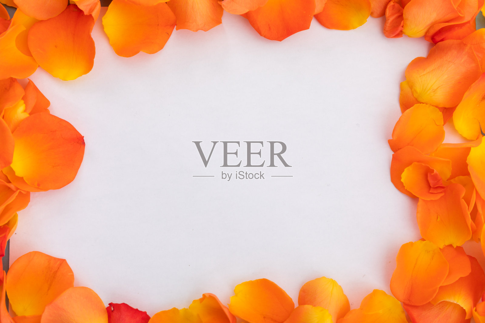 框架的多个橙色玫瑰花瓣在白色的背景照片摄影图片